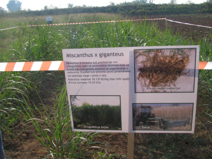 Miskantus, građevinski materijal budućnosti sa – njive