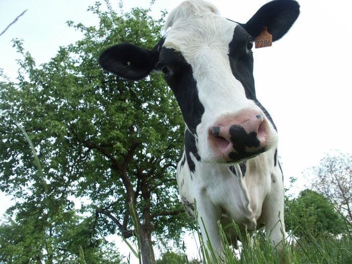 Prirodna ograničenja iznedrila model čuvanja stanovnika u ruralnim prostorima Austrije Prirodna ograničenja iznedrila model čuvanja stanovnika u ruralnim prostorima Austrije
